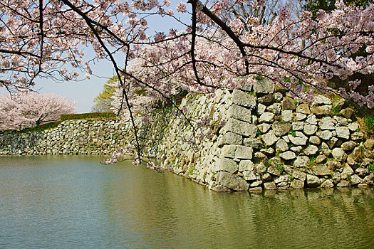 姬路城堡,春天,兵库,日本