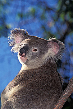 树袋熊,成人,头像,澳大利亚