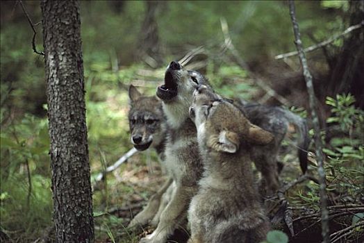 大灰狼,狼,幼仔,三个,叫喊,明尼苏达