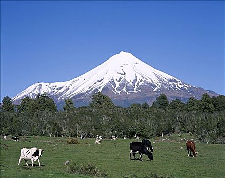 塔拉纳基,艾格蒙特国家公园,北岛,新西兰