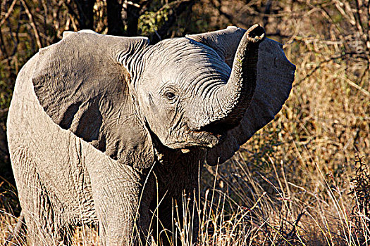南非,西北省,禁猎区,旅游,非洲,小象