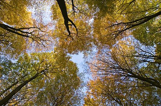 仰视,秋天,山毛榉,树林,德国,欧洲
