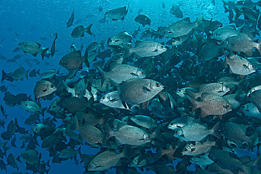 鱼群,帕劳,密克罗尼西亚,洛克群岛,世界遗产,西部,太平洋