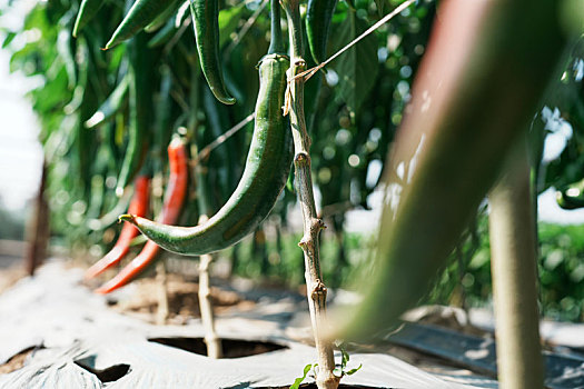羊城广州番禺万顷沙农科院基地形色各异的辣椒