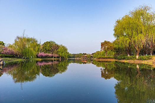 苏州阳澄湖半岛仙樱湖公园春季风光