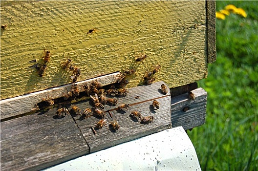 蜜蜂,入口,蜂巢