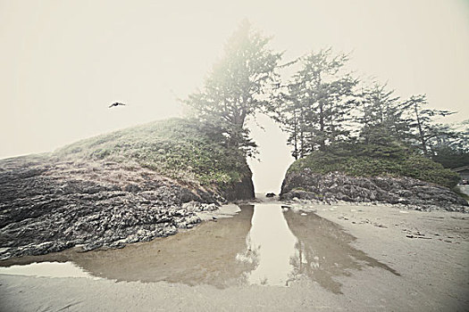 石头,树,雾状,海滩,温哥华岛,加拿大