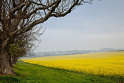 边缘,黄色,土地,诺森伯兰郡,英格兰
