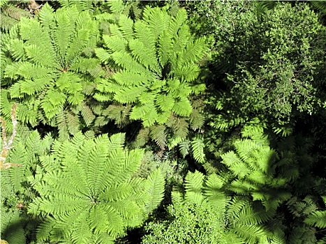 桫椤,风景,俯视