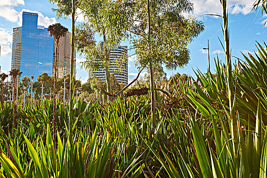 丝兰,棕榈树,桉树,城市,公园,高层建筑,菲茨罗伊,背景,维多利亚,墨尔本,澳大利亚