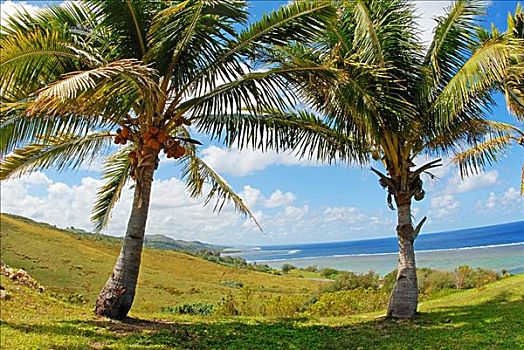 斐济,维提岛,珊瑚海岸,两个,椰树,树,绿色,山峦,海洋,礁石,蓝天