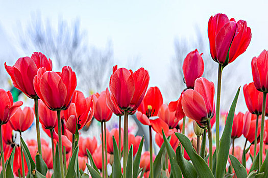 红色郁金香图片