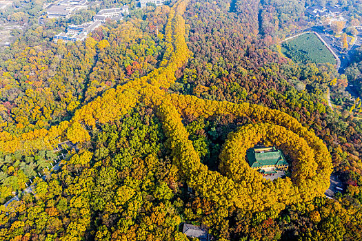 航拍南京钟山风景名胜区美龄宫法国梧桐树茂密