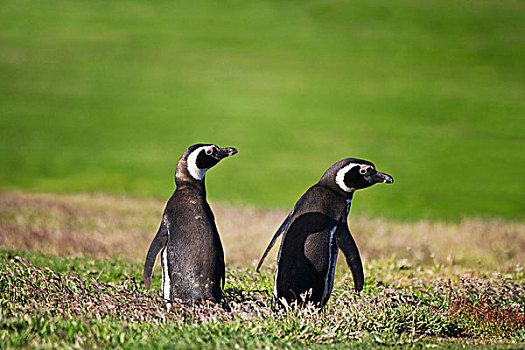 麦哲伦企鹅,小蓝企鹅,草地,福克兰群岛