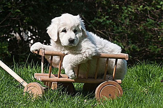 牧羊犬,小狗,蹲,手推车