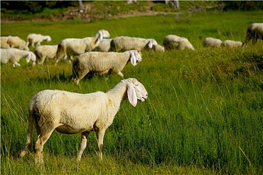 绵羊,草