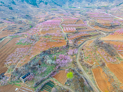 蜜桃之乡蒙阴旧寨桃花盛开