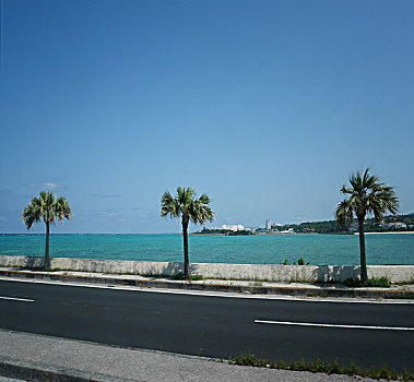 路边,椰子树,海,蓝天