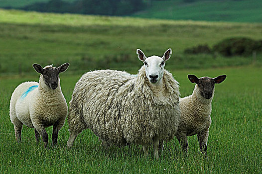 骡子,母羊,羊羔肉,脚,苏格兰边境