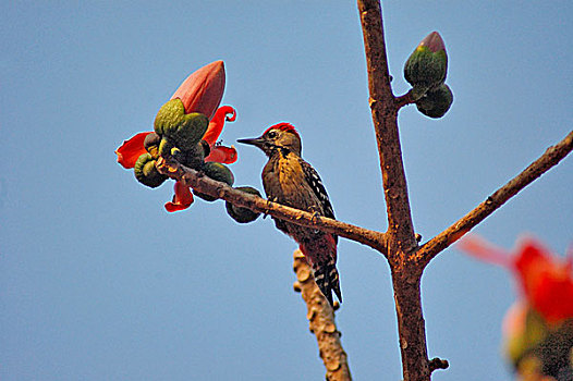 啄木鸟,花,春天,孟加拉,达卡,二月,2007年