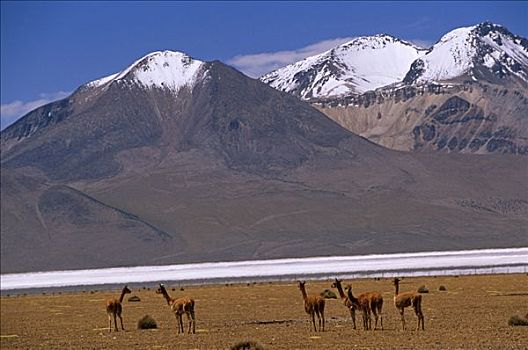 智利,盐滩,区域,家,迁徙,火烈鸟,小羊驼,羊驼,美洲驼