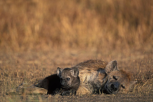 非洲,肯尼亚,马塞马拉野生动物保护区,斑鬣狗,幼仔,成年,女性,靠近,窝,热带草原