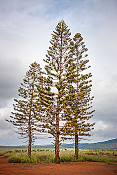 景色,松树,前景,夏威夷,美国