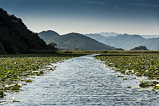 小路,荷叶,湖,黑山