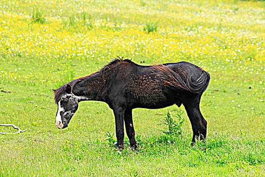小马,放牧,土地,新斯科舍省,加拿大