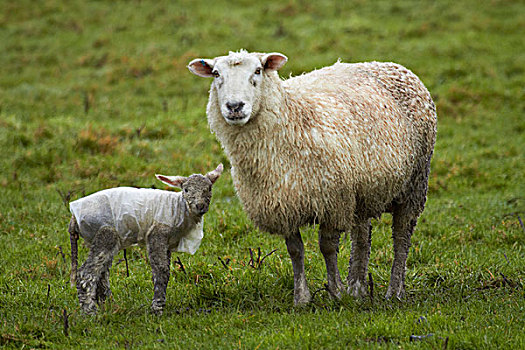绵羊,羊羔,塑料制品,外套,靠近,奥塔哥,南岛,新西兰