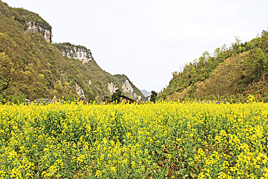 油菜花田