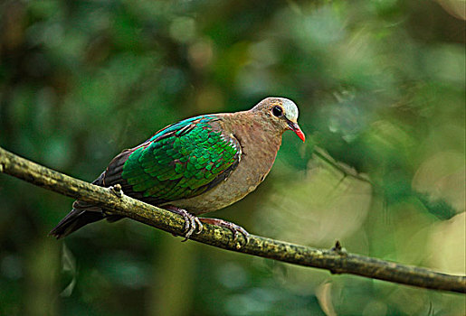 翠绿色,鸽子,成年,雄性,栖息,枝头,国家公园,泰国,亚洲