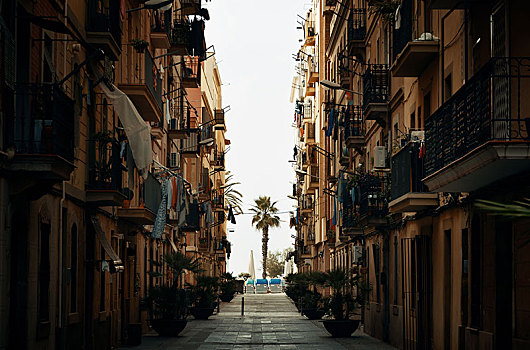 街道,风景,孤单,树,巴塞罗那,西班牙