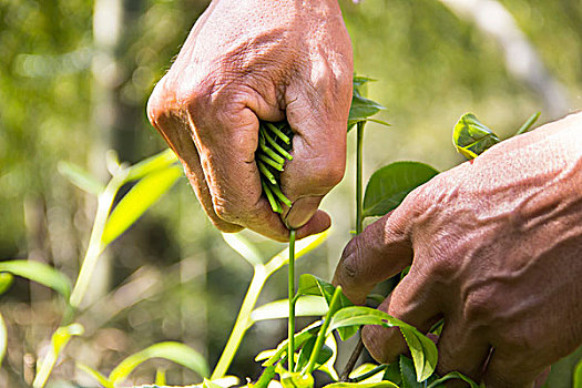 粗糙手采摘一根新鲜茶叶干茶叶茶农