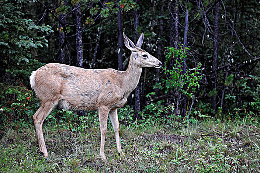 长耳鹿,骡鹿,母鹿,碧玉国家公园,加拿大,落矶山,艾伯塔省