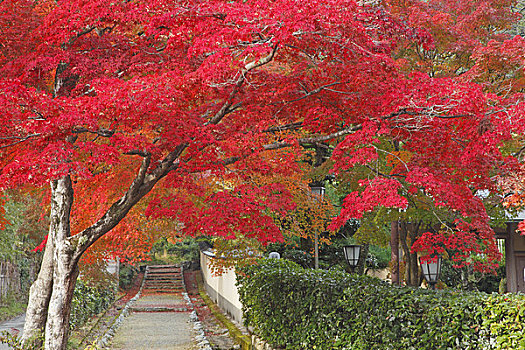 道路,秋叶