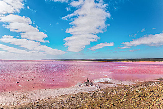 西澳大利亚印度洋独特的天然奇景粉红湖盐藻类泻湖pinklagoon,WesternAustralia