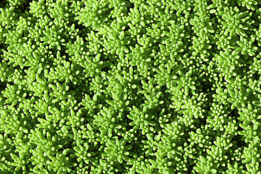 鲜明,绿色,苔藓,特写,背景