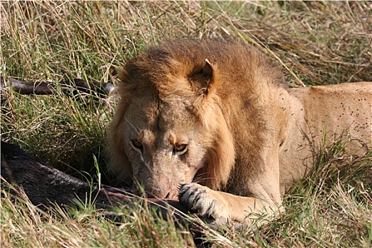 吃饭,雄性,狮子