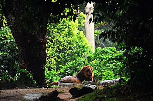 新加坡动物园
