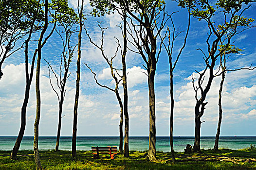 长椅,灵异,树林,靠近,波罗的海,梅克伦堡州,德国,欧洲