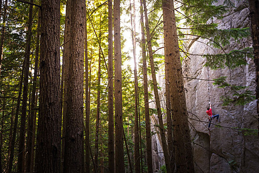 攀岩者,剥落,岩石,挨着,树,加拿大