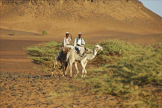游牧,骆驼,麦罗埃,苏丹