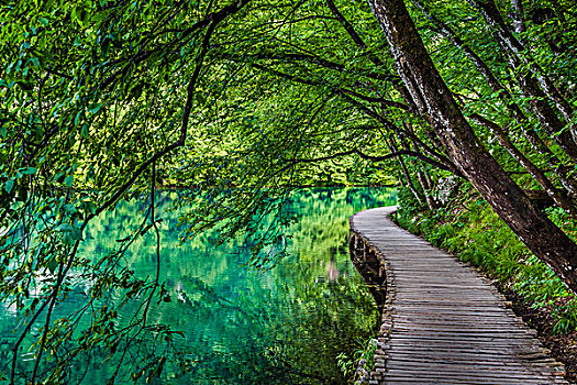树,悬挂,上方,步行桥,十六湖国家公园,克罗地亚