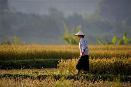 越南,成年,女人,芦苇,帽子,稻田,河内,北越,东南亚