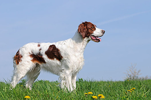 爱尔兰,红色,白色,塞特犬,母狗,站立,草地