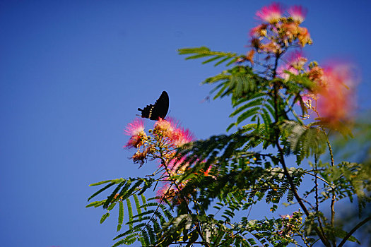 黑鳳蝶