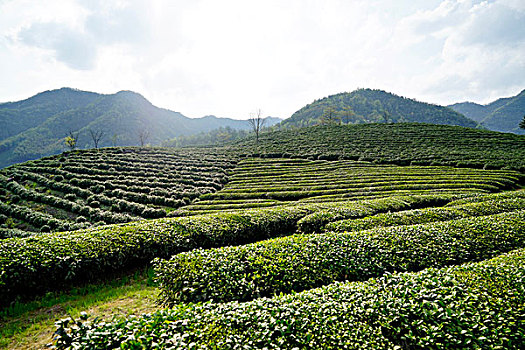 茶场,茶叶,茶,茶文化