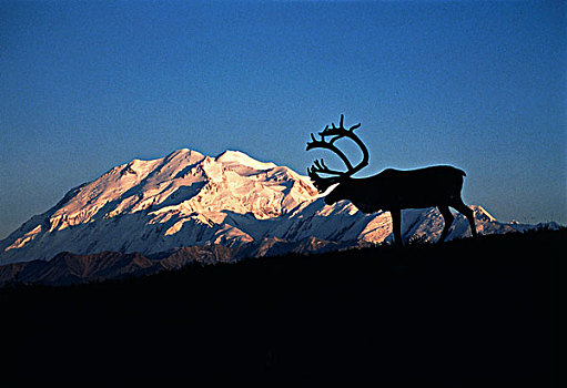 美国,阿拉斯加,德纳利国家公园和自然保护区,北美驯鹿,正面,山,麦金利山,大幅,尺寸