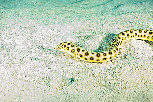 虎,蛇,鳗鱼,托托拉岛,英属维京群岛,加勒比